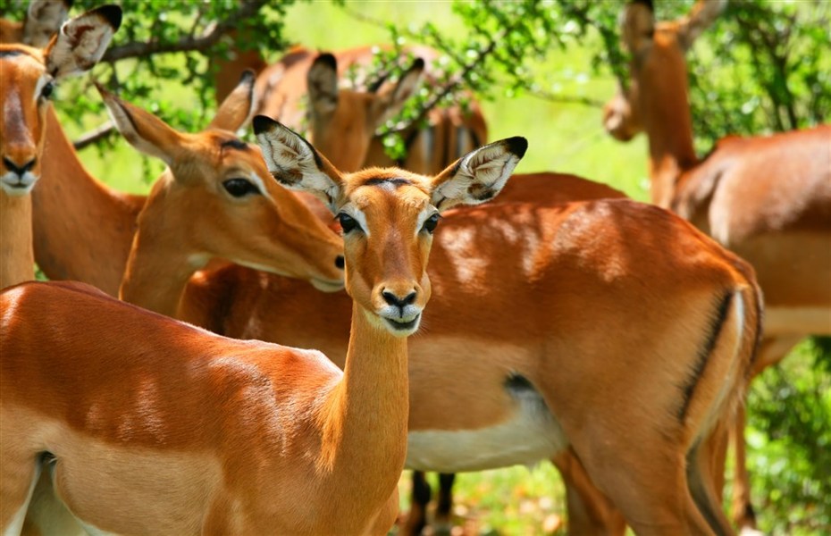 Poznejte severní Keňu - Ol Pejeta a Samburu s českým průvodcem