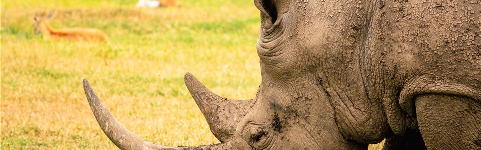 Poznejte severní Keňu - Ol Pejeta a Samburu s českým průvodcem - 