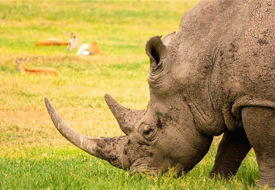 Poznejte severní Keňu - Ol Pejeta a Samburu s českým průvodcem - Ol Pejeta - 