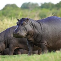 Zambezi Queen loď na řece Zambezi - Bostwana_Chobe_Zambezi Queen - ckmarcopolo.cz