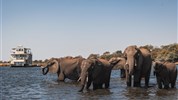 Chobe Princess - loď na řece Zambezi - Botswana_Chobe_Chobe Princess_sloni