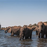 Chobe Princess loď na řece Zambezi - Botswana_Chobe_Chobe Princess_sloni - ckmarcopolo.cz