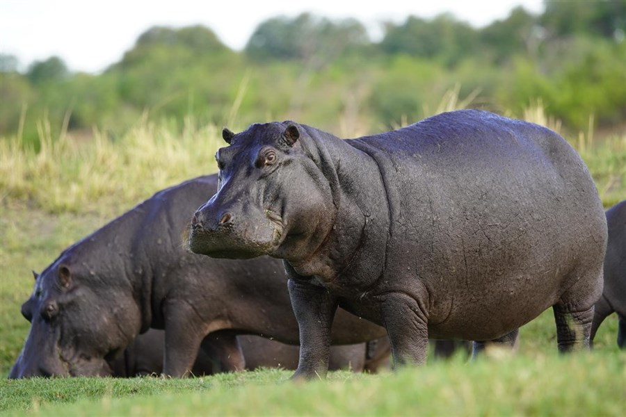 Chobe Princess - loď na řece Zambezi - Bostwana_Chobe