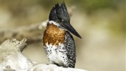 Chobe Princess - loď na řece Zambezi - Bostwana_Chobe