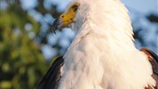 Chobe Princess - loď na řece Zambezi - Bostwana_Chobe