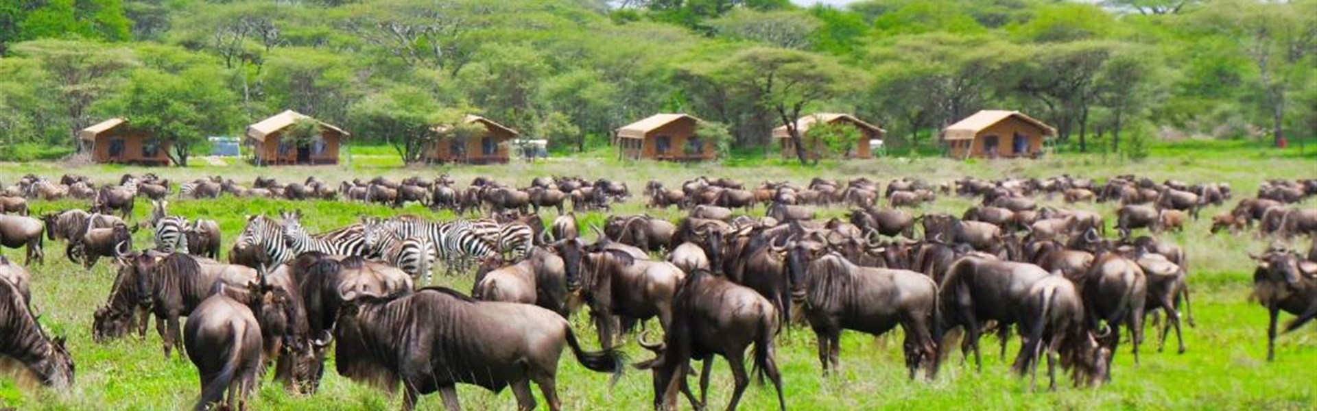 Marco Polo - Africa Safari Serengeti Kusini 4* - Tanzanie_Serengeti_AS Kusini_