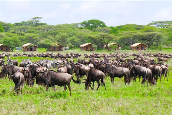 Marco Polo - Africa Safari Serengeti Kusini 4* - Tanzanie_Serengeti_AS Kusini_