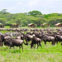 Africa Safari Serengeti Kusini 4* - Tanzanie_Serengeti_AS Kusini_ - ckmarcopolo.cz