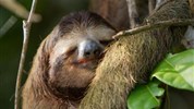 Kostarika jako na dlani - s českým průvodcem - Kostarika_Tortuguero_Pachira Lodge