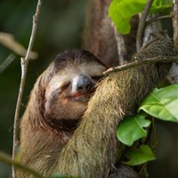 Pachira Lodge Tortuguero 4* - Kostarika_Tortuguero_Pachira Lodge - ckmarcopolo.cz