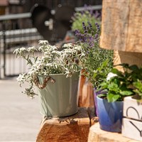 Aparthotel Lieblingsplatz'l Gastein (S) - ckmarcopolo.cz