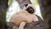 Madagaskar s průvodcem – jeden ostrov, dva světy - Lemurien 3