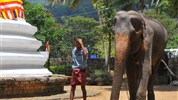 Esence Srí Lanky - Exotický Cejlon s českým průvodcem - Sri Lanka_Kandy_slon