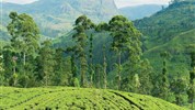 Poznejte elegantní Srí Lanku a odpočiňte si na Maledivách - Sri Lanka_Kandy_čaj