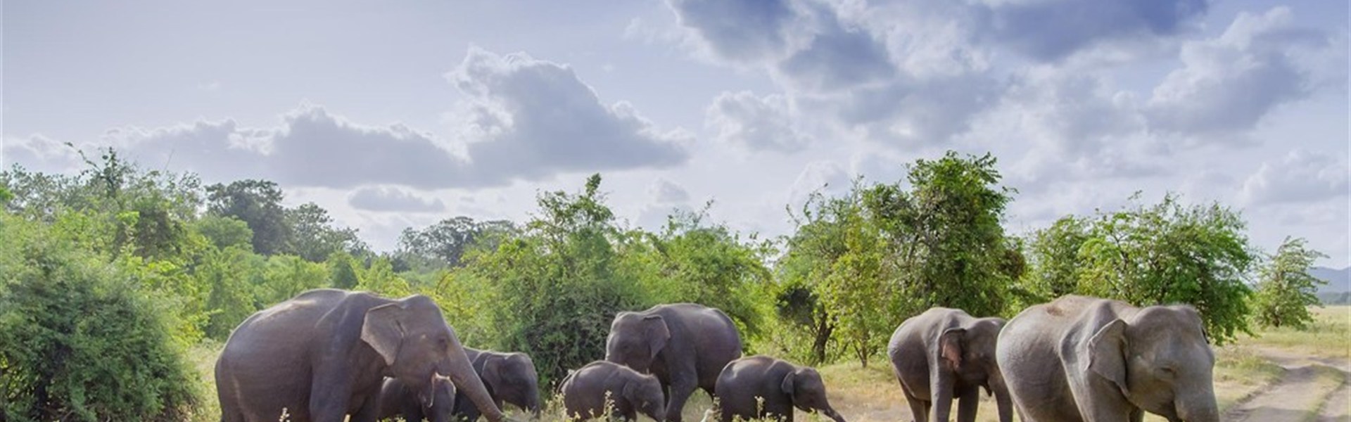 Poznejte elegantní Srí Lanku a odpočiňte si na Maledivách - Sri Lanka
