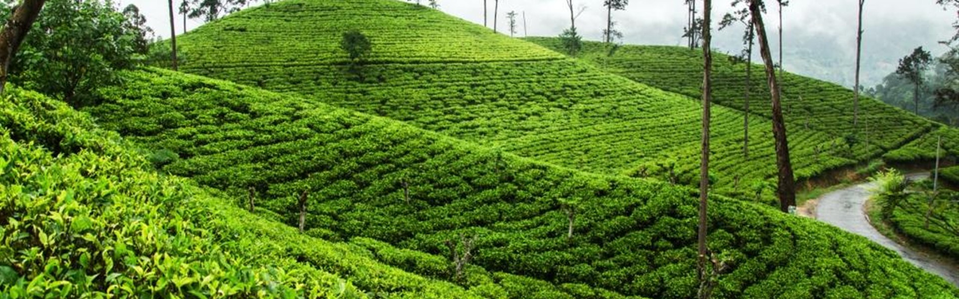 Srí Lanka - Velký okruh Cejlonem se 4 národními parky - 