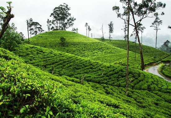 Srí Lanka - Velký okruh Cejlonem se 4 národními parky - Indický oceán