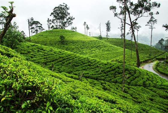 Srí Lanka - Velký okruh Cejlonem se 4 národními parky - 