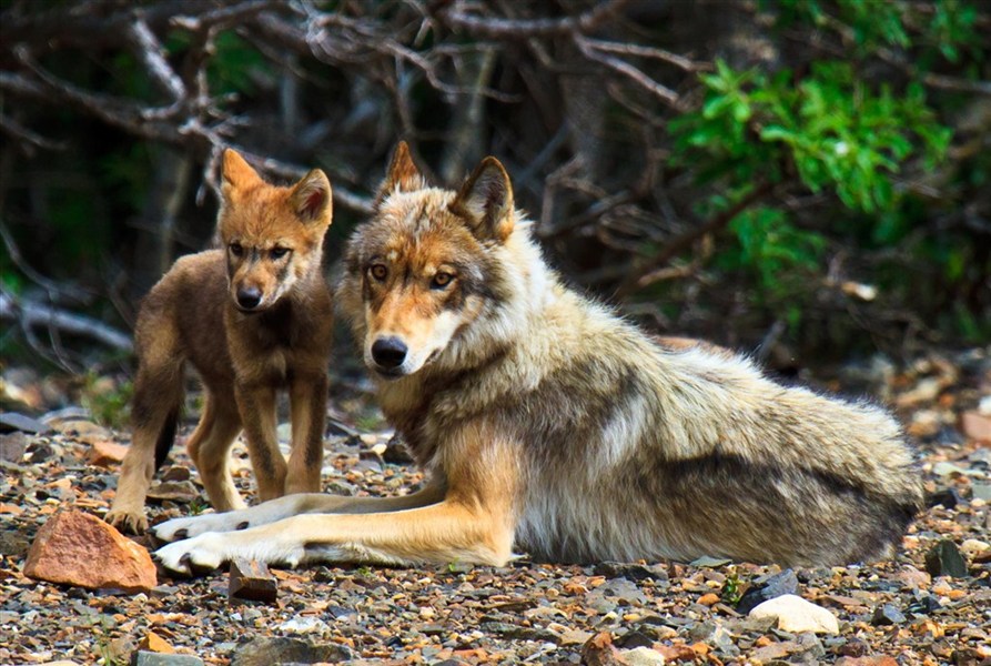 Aljaška - za divokou přírodou s českým průvodcem