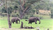 Putování za velkou pětkou v Masai Mara a jezera Nakuru a Naivasha - český průvodce
