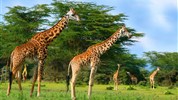 Putování za velkou pětkou v Masai Mara a jezera Nakuru a Naivasha - český průvodce