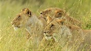 Putování za velkou pětkou v Masai Mara a jezera Nakuru a Naivasha - český průvodce