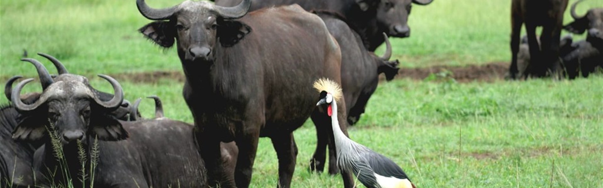 Safari v Ugandě - Cesta za gorilami s českým průvodcem - 