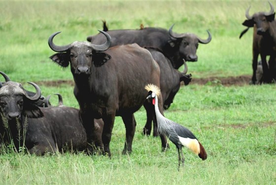 Safari v Ugandě - Cesta za gorilami s českým průvodcem - 