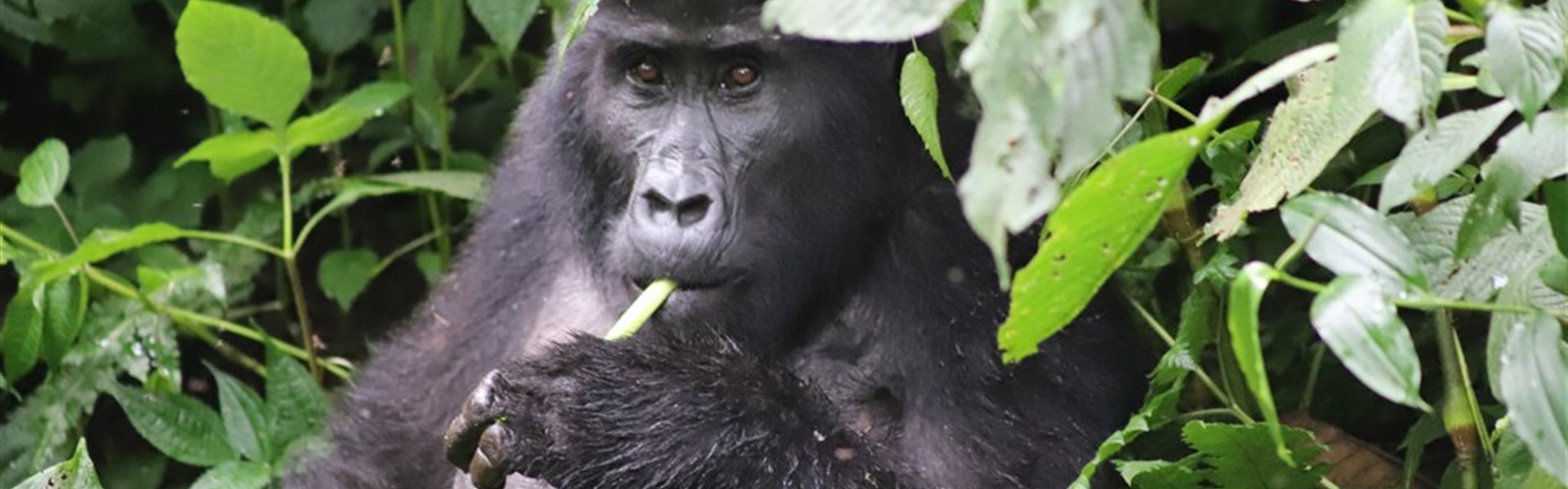 Safari v Ugandě - Cesta za gorilami s českým průvodcem - 