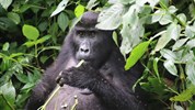 Safari v Ugandě - Cesta za gorilami s českým průvodcem