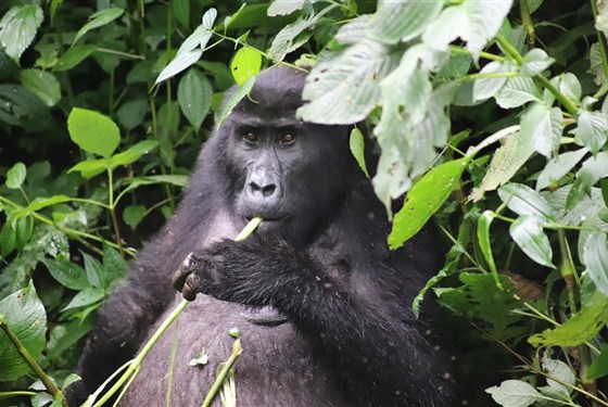 Safari v Ugandě - Cesta za gorilami s českým průvodcem - 