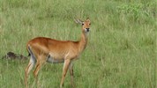 Velký safari okruh Ugandou s českým průvodcem