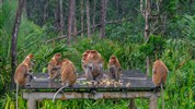 Poznávací zájezd na Borneo (Malajsie) – Orangutani, Kinabatangan a ostrov Manukan - Místní primáti na Borneu