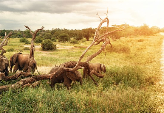 Srí Lanka - Velký okruh Cejlonem se 4 národními parky - Srí Lanka - Velký okruh Sri Lankou s CK Marco Polo.