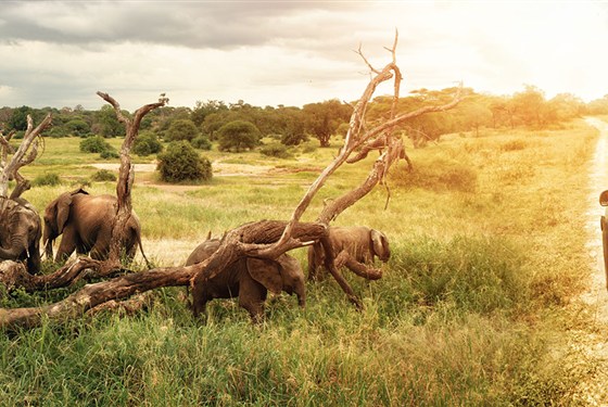 Srí Lanka - Velký okruh Cejlonem se 4 národními parky - Velký okruh Sri Lankou s CK Marco Polo.