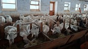 Za Oponou Jižních Čech - okruh z Tábora - Kozí farma Hany Langové v Peníkově u Českého Rudolce