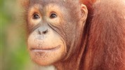 Poznávací zájezd na Borneo (Malajsie) – Orangutani, Kinabatangan a ostrov Manukan