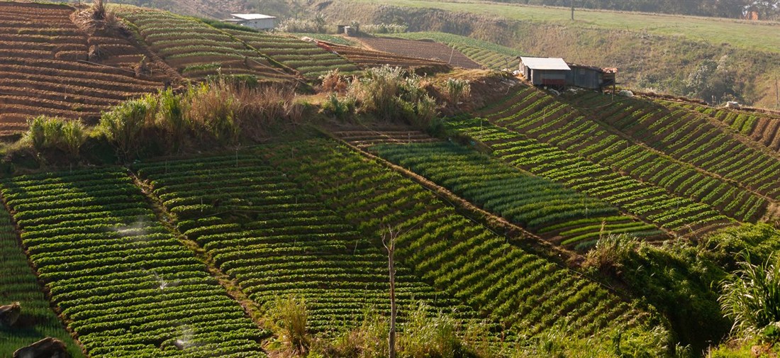 Divoká příroda Bornea