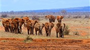 Výlet od moře na safari - NP Tsavo East - 3 dny