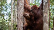 Poznávací zájezd - Plavba pralesem Kalimantanu - Orangutani se zde vyskytují v rezervacích i volné přírodě.