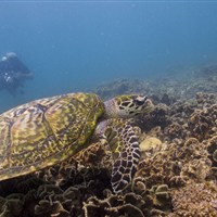 Beach Club by Haad Tien - Potápění u hotelu - ckmarcopolo.cz