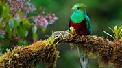 Kostarická odysea - od Pacifiku ke Karibiku: Corcovado, Tortuguero, Arenal, Monteverde - Kvesal chocholatý: Klenot mlžného pralesa Kostariky.