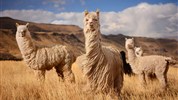 Majestátní Peru s českým průvodcem (TOP program a zážitky)