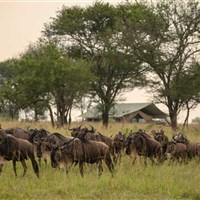 Taasa Migration Camp Kogatende (severní Serengeti)  5* - Taasa Migration Camp Kogatende North Serengeti - www.marco-polo.cz