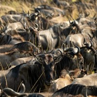 Taasa Migration Camp Kogatende (severní Serengeti)  5* - Taasa Migration Camp Kogatende North Serengeti - www.marco-polo.cz