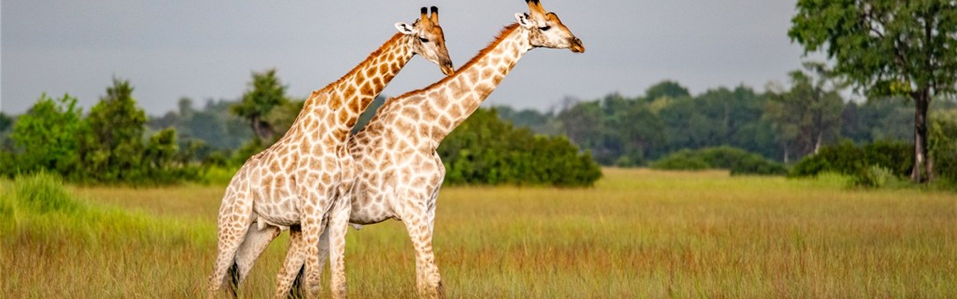 To nejlepší ze safari v Ugandě s českým průvodcem - 