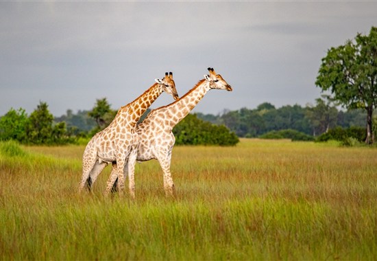 To nejlepší ze safari v Ugandě s českým průvodcem - Afrika