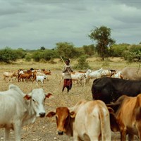 Kirurumu Tarangire Lodge 3*plus - Tanzanie_Tarangire_Kirurumu - www.marco-polo.cz