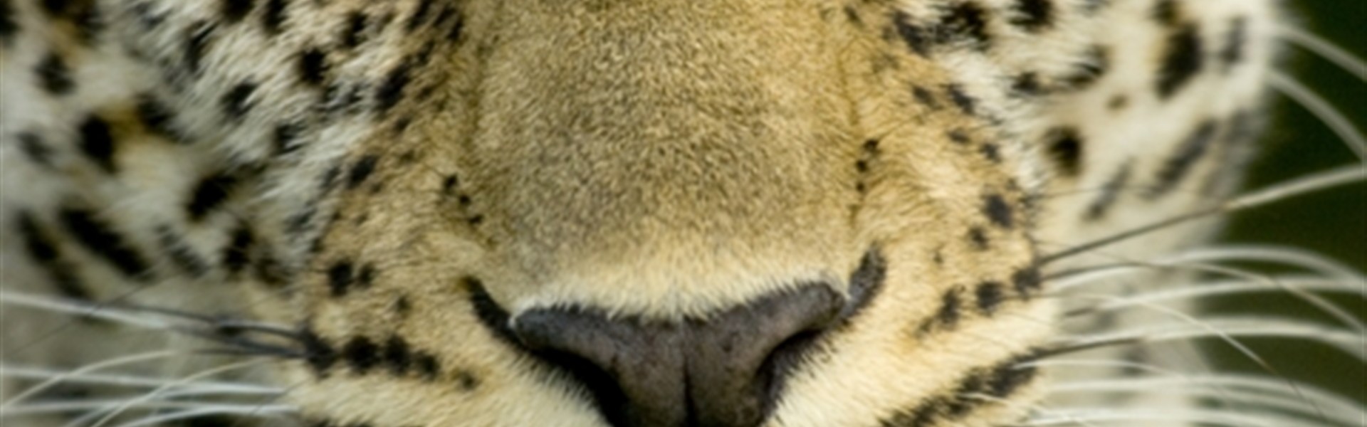 Volání divočiny - safari kombinace v Keni a Tanzanii - Safari v Keni a v Tanzanii