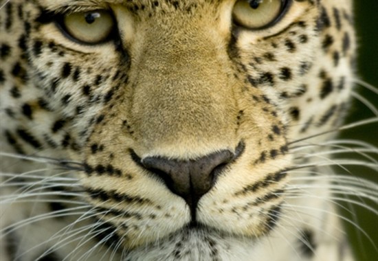 Volání divočiny - safari kombinace v Keni a Tanzanii -  - Safari v Keni a v Tanzanii